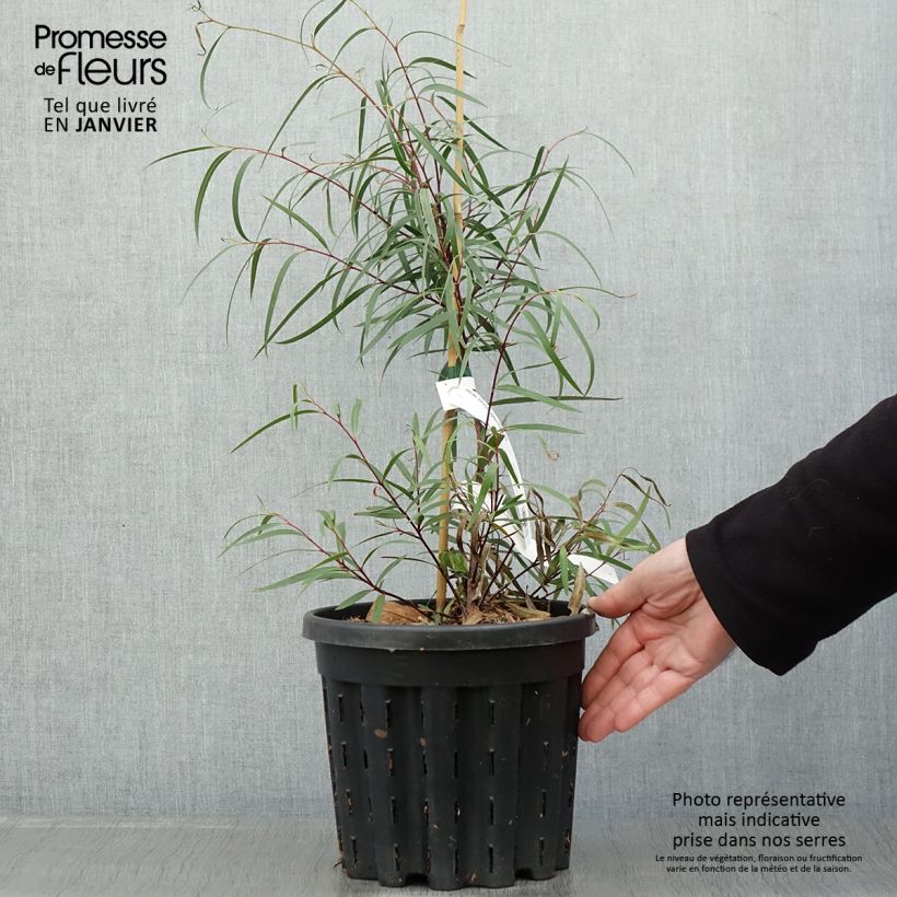 Eucalyptus approximans Maceta 4L/5L Ejemplar entregado en invierno