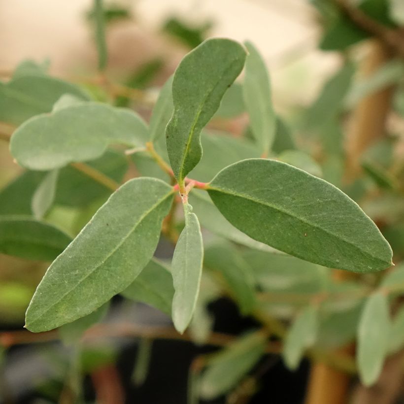 Eucalyptus archeri - Eucalipto de Archer (Follaje)