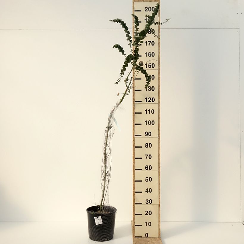 Eucalyptus pulverulenta Baby Blue Maceta 7,5L/10L Ejemplar entregado en invierno