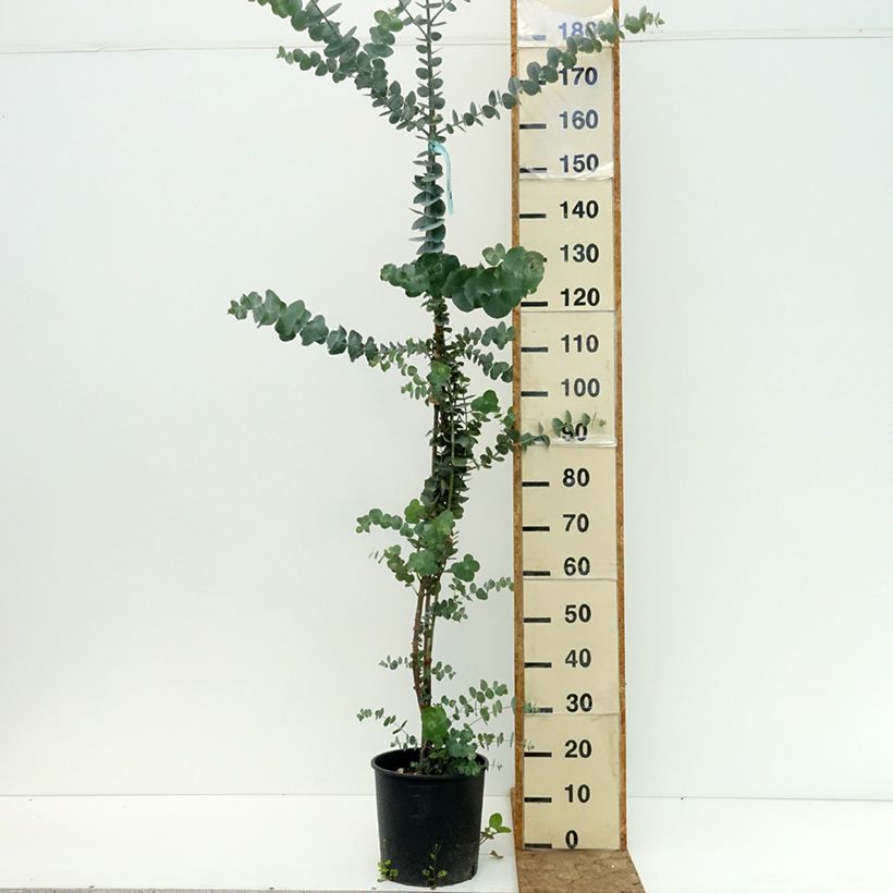 Ejemplar de Eucalyptus pulverulenta Baby Blue Maceta 4L/5L entregado en verano