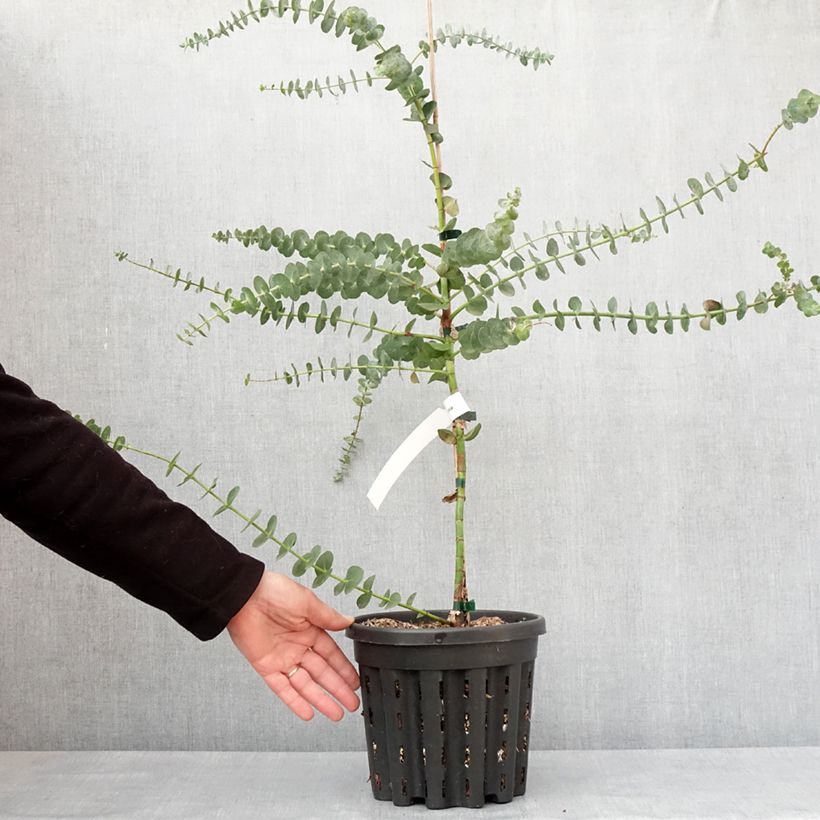 Eucalyptus pulverulenta Baby Blue Maceta 4L/5L Ejemplar entregado en invierno