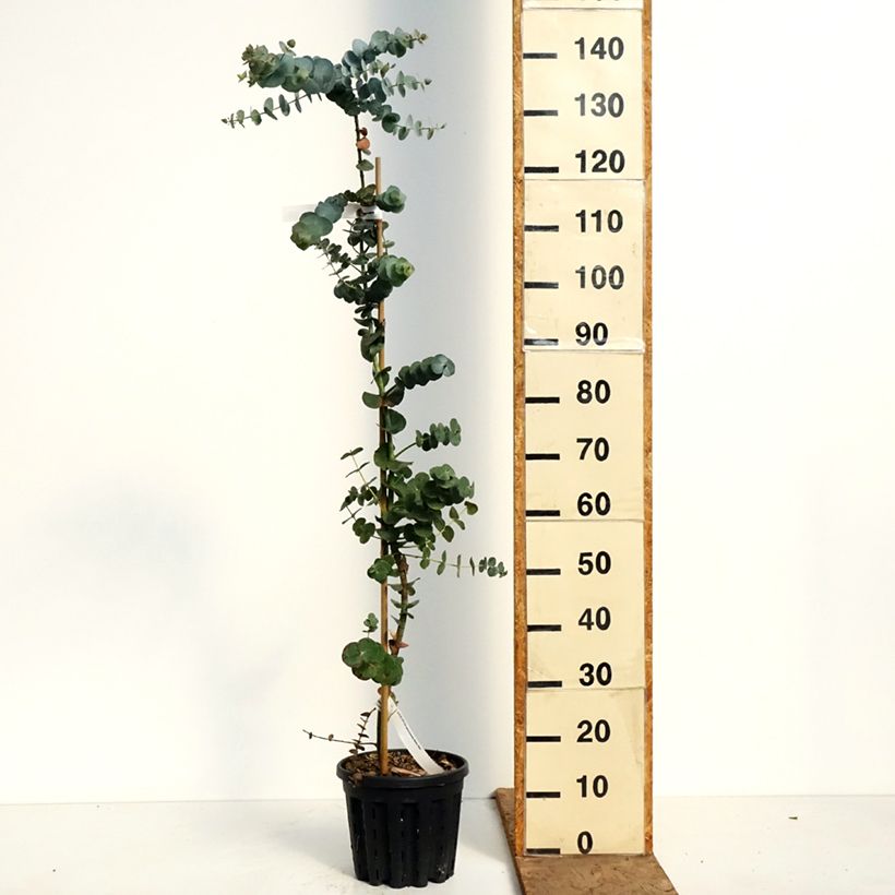 Eucalyptus pulverulenta Baby Blue Maceta 4L/5L Ejemplar entregado en la primavera