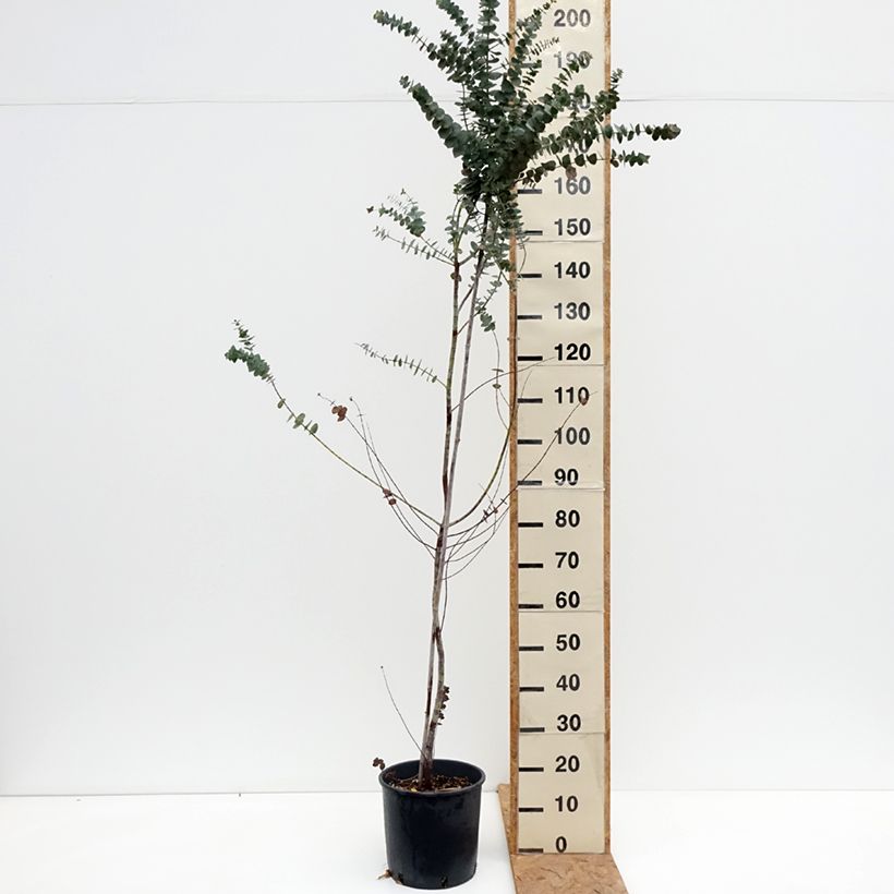 Ejemplar de Eucalyptus pulverulenta Baby Blue Maceta 7,5L/10L entregado en otoño