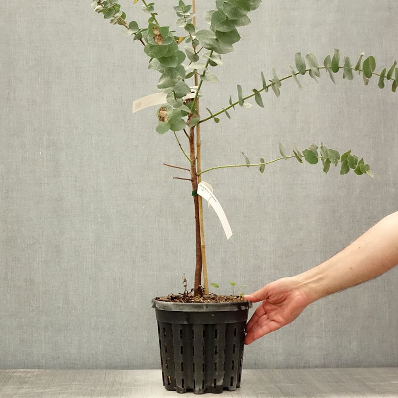 Ejemplar de Eucalyptus bridgesiana - Eucalipto rojo Maceta 4L/5L entregado en verano