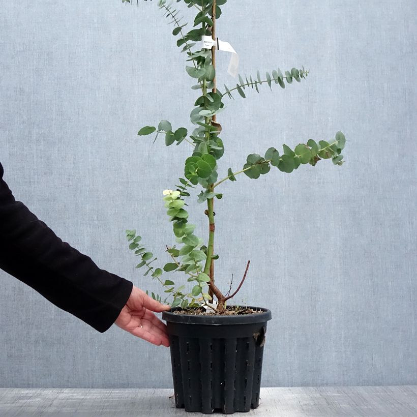 Eucalyptus bridgesiana - Eucalipto rojo Maceta 4L/5L Ejemplar entregado en la primavera