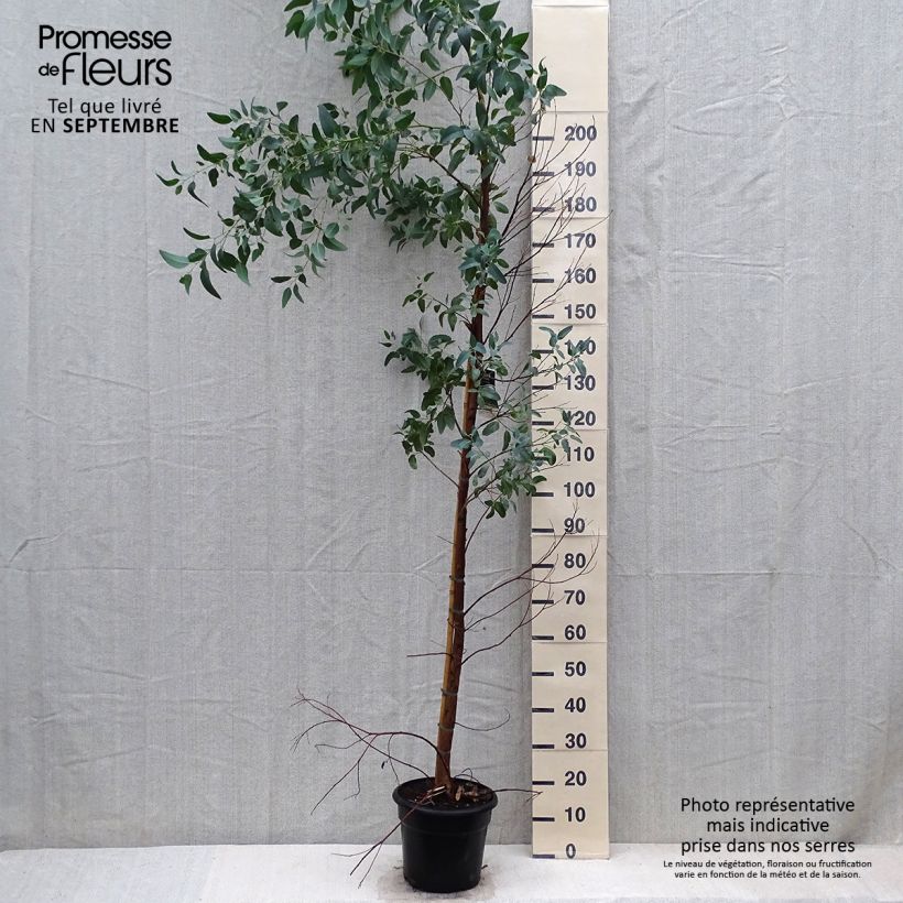 Ejemplar de Eucalyptus camaldulensis Rostrata - Eucalipto rojo Maceta 7,5L/10L entregado en otoño