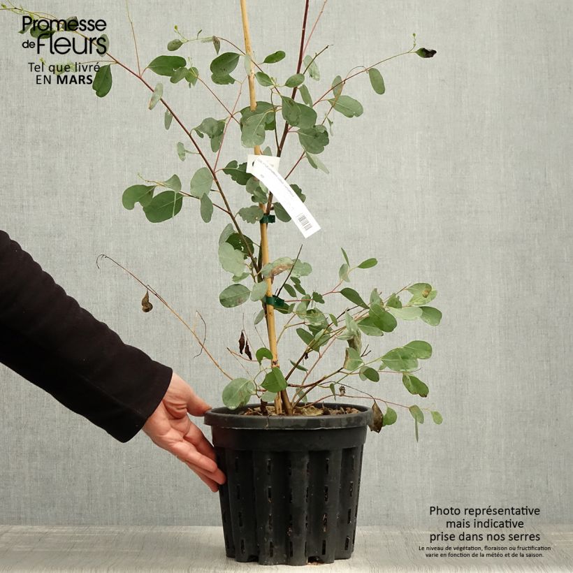 Eucalyptus camphora subsp camphora - Eucalipto camforero Maceta 4L/5L Ejemplar entregado en la primavera