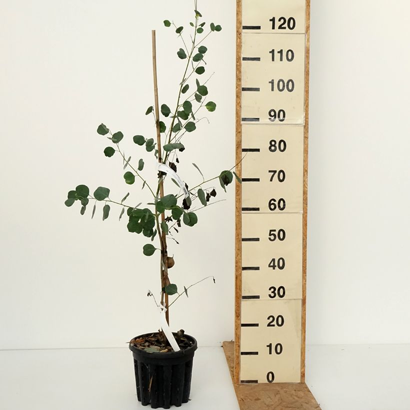Ejemplar de Eucalyptus camphora subsp camphora - Eucalipto camforero Maceta 4L/5L entregado en otoño