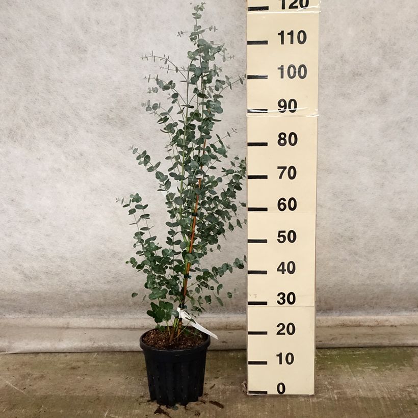 Ejemplar de Eucalyptus camphora subsp humeana - Eucalipto de Hume Maceta 4L/5L entregado en otoño