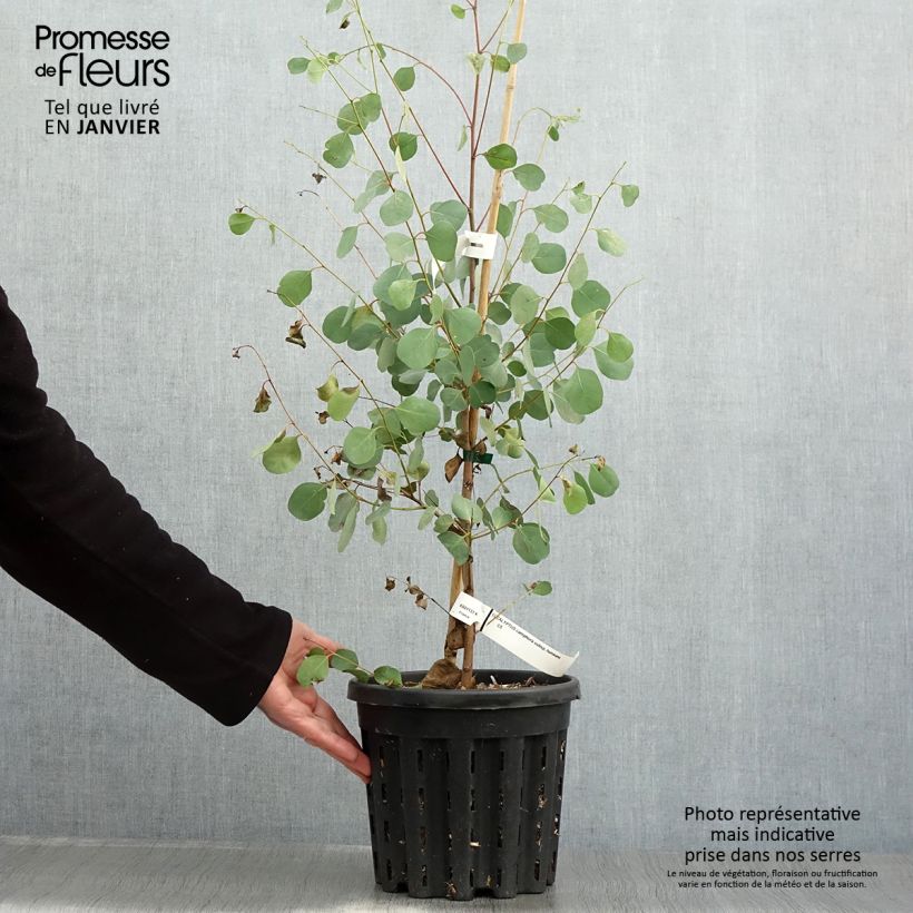 Eucalyptus camphora subsp humeana - Eucalipto de Hume Maceta 4L/5L Ejemplar entregado en invierno