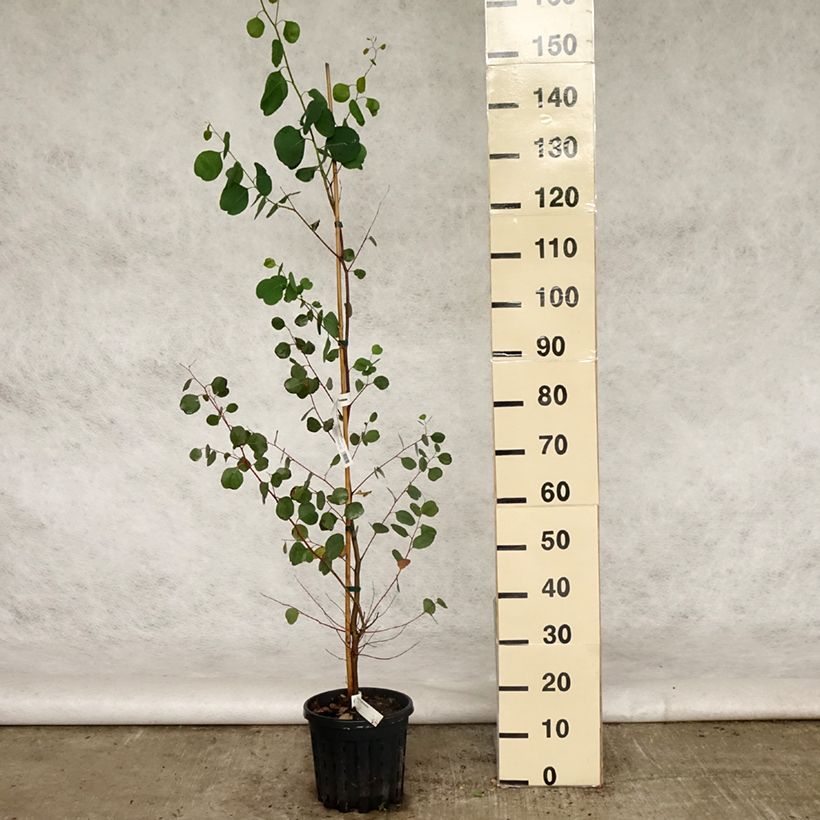 Eucalyptus camphora subsp humeana - Eucalipto de Hume Maceta 4L/5L Ejemplar entregado en la primavera