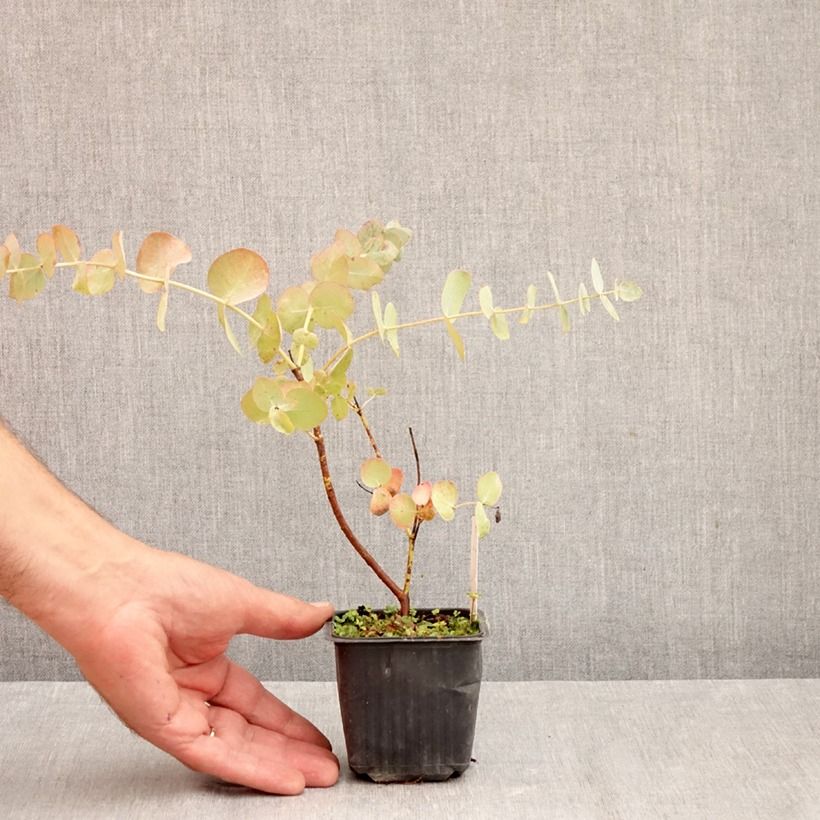 Ejemplar de Eucalyptus cinerea Silver Dollar Maceta de 8/9 cm entregado en otoño