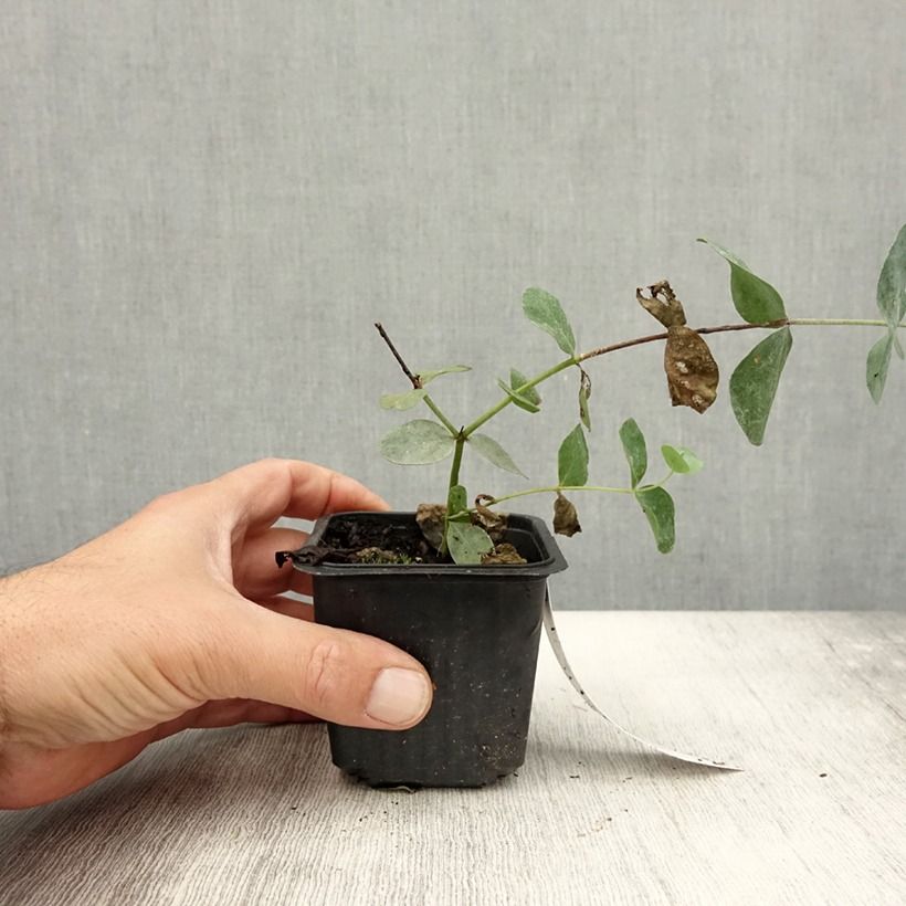 Ejemplar de Eucalyptus cinerea Silver Dollar - Gommier cendré Godet de 8/9 cm entregado en verano
