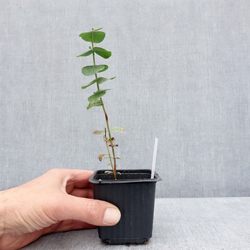 Eucalyptus cinerea Silver Dollar Maceta de 8/9 cm Ejemplar entregado en la primavera