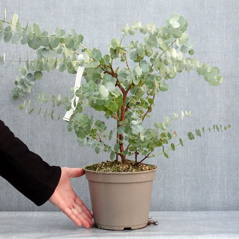 Eucalyptus cinerea Silver Dollar Maceta 2L/3L Ejemplar entregado en invierno