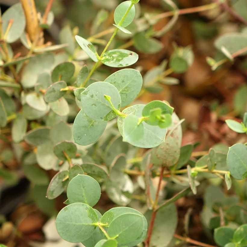 Eucalyptus coccifera Mt Field (Follaje)