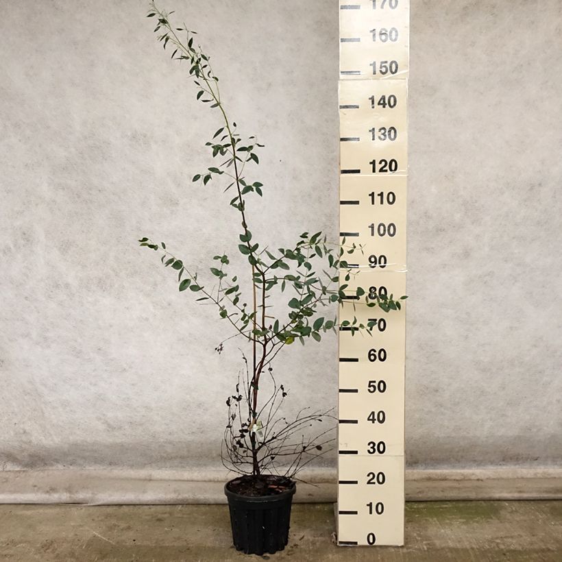 Ejemplar de Eucalyptus coccifera Mt Field Maceta 4L/5L entregado en otoño