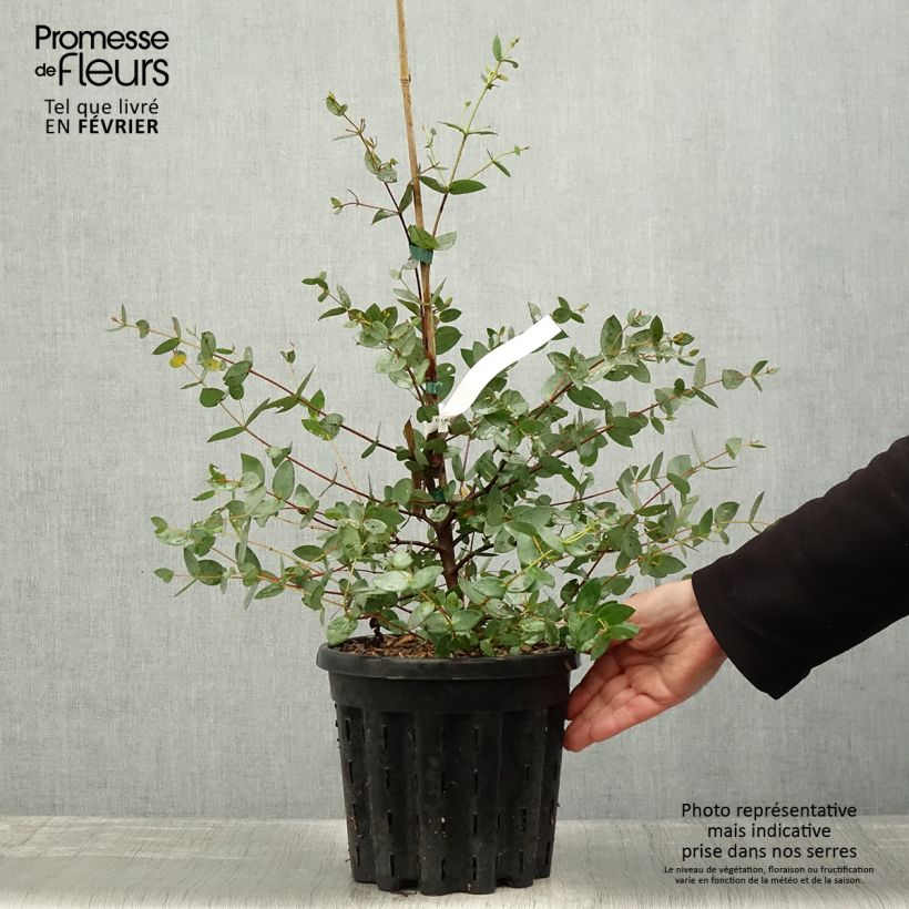Eucalyptus coccifera Mt Field Maceta 4L/5L Ejemplar entregado en invierno