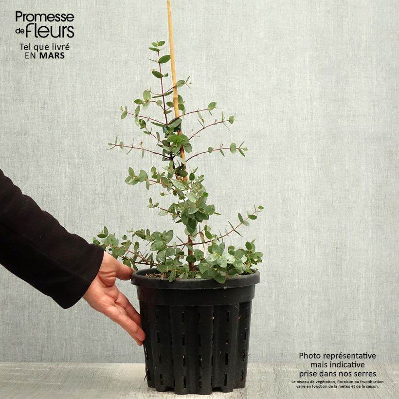 Eucalyptus coccifera Mt Field Maceta 4L/5L Ejemplar entregado en la primavera