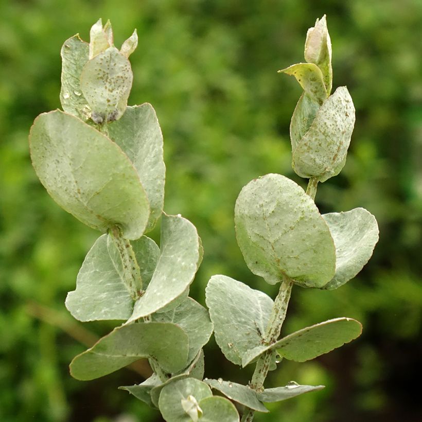 Eucalyptus cordata subsp quadrangulosa (Follaje)