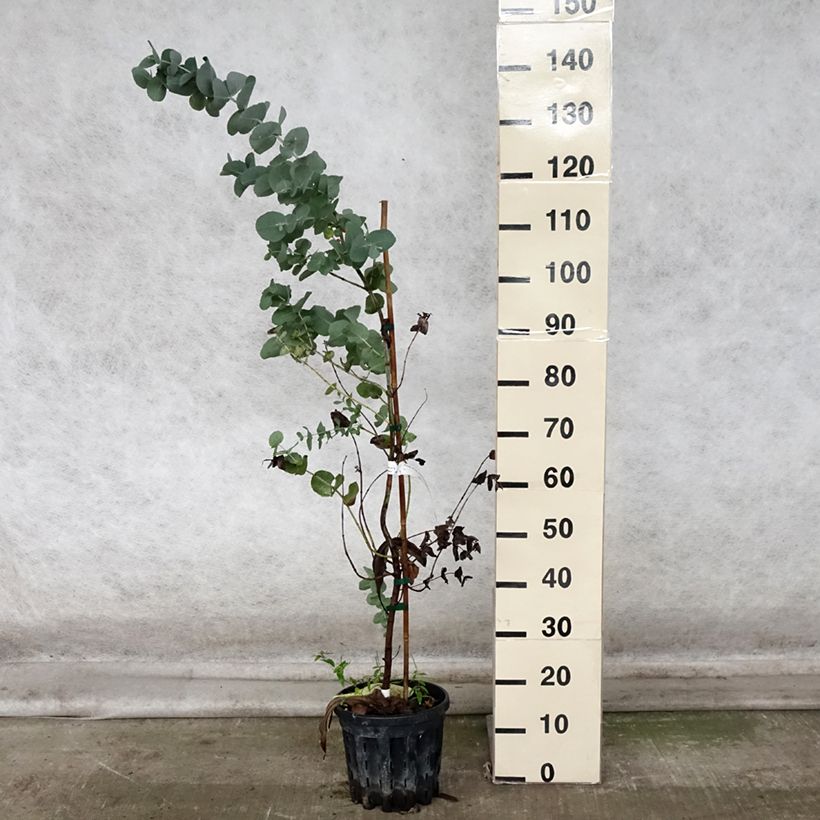 Ejemplar de Eucalyptus cordata subsp quadrangulosa Maceta 4L/5L entregado en otoño