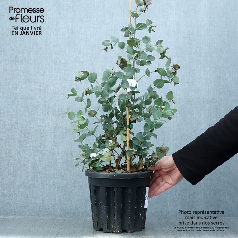 Eucalyptus cordata subsp quadrangulosa Maceta 4L/5L Ejemplar entregado en invierno