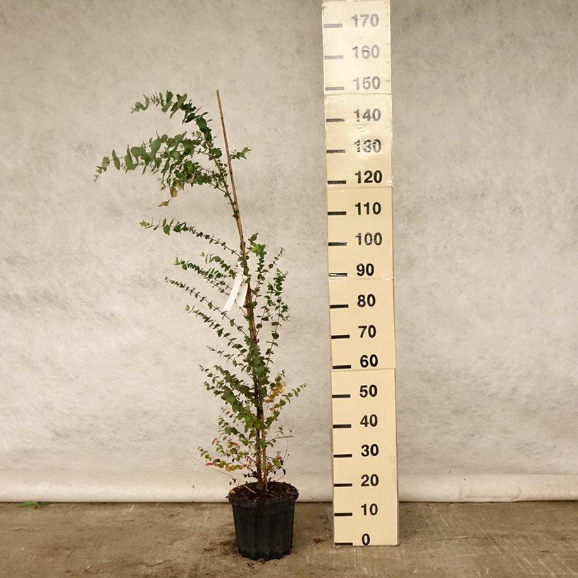 Ejemplar de Eucalyptus crenulata - Eucalipto rosado Maceta 4L/5L entregado en verano