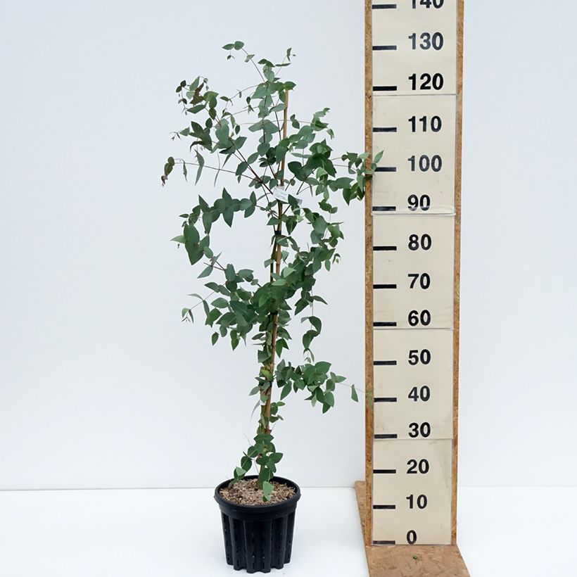Ejemplar de Eucalyptus dalrympleana Maceta 4L/5L entregado en otoño
