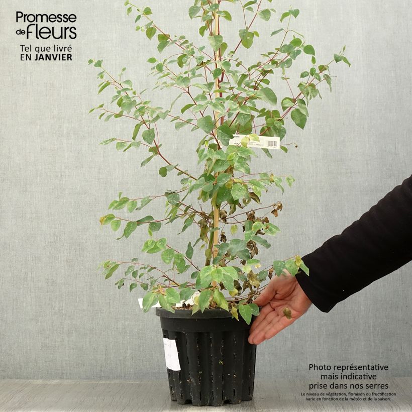 Eucalyptus deanei Maceta 4L/5L Ejemplar entregado en invierno