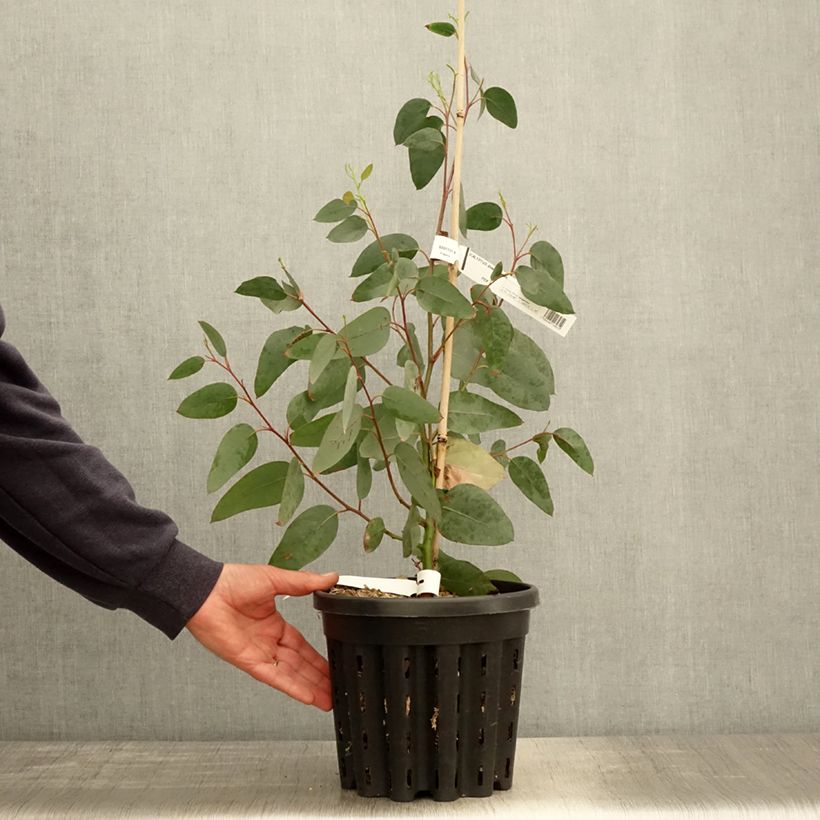 Eucalyptus delegatensis subsp. tasmaniensi Maceta 4L/5L Ejemplar entregado en la primavera