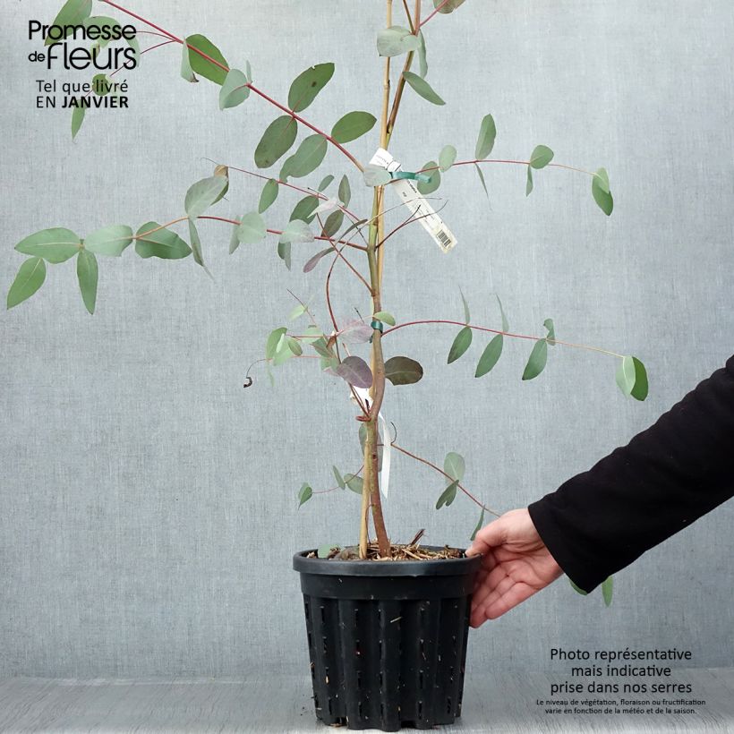 Eucalyptus elliptica Maceta 4L/5L Ejemplar entregado en invierno