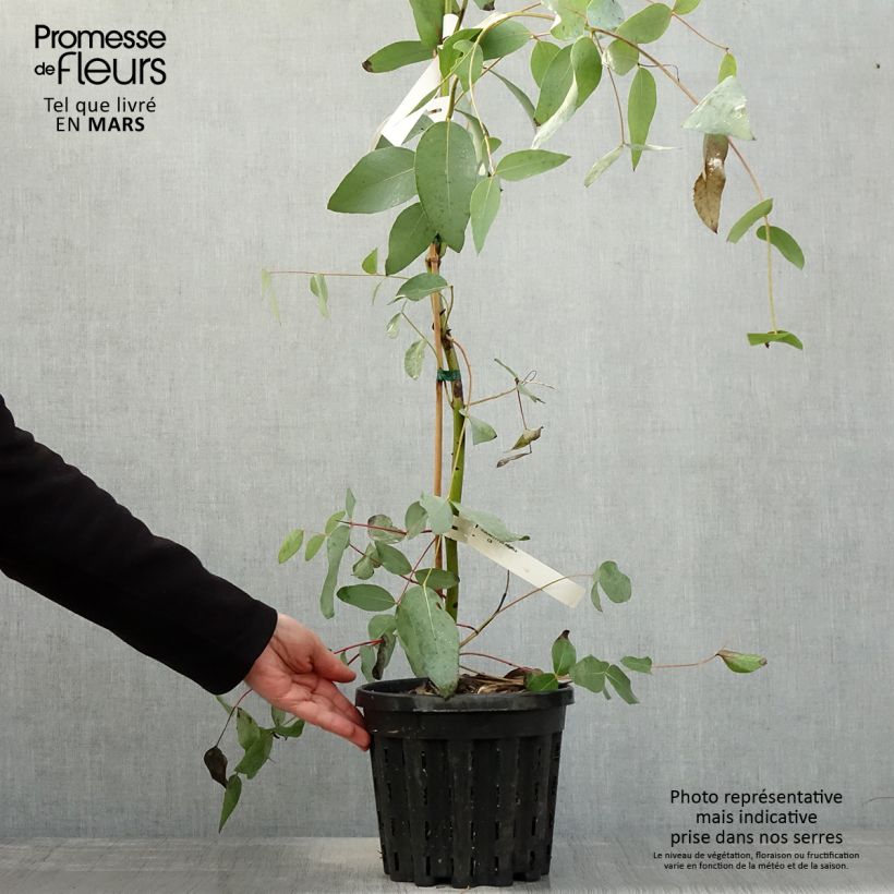 Eucalyptus elliptica Maceta 4L/5L Ejemplar entregado en la primavera