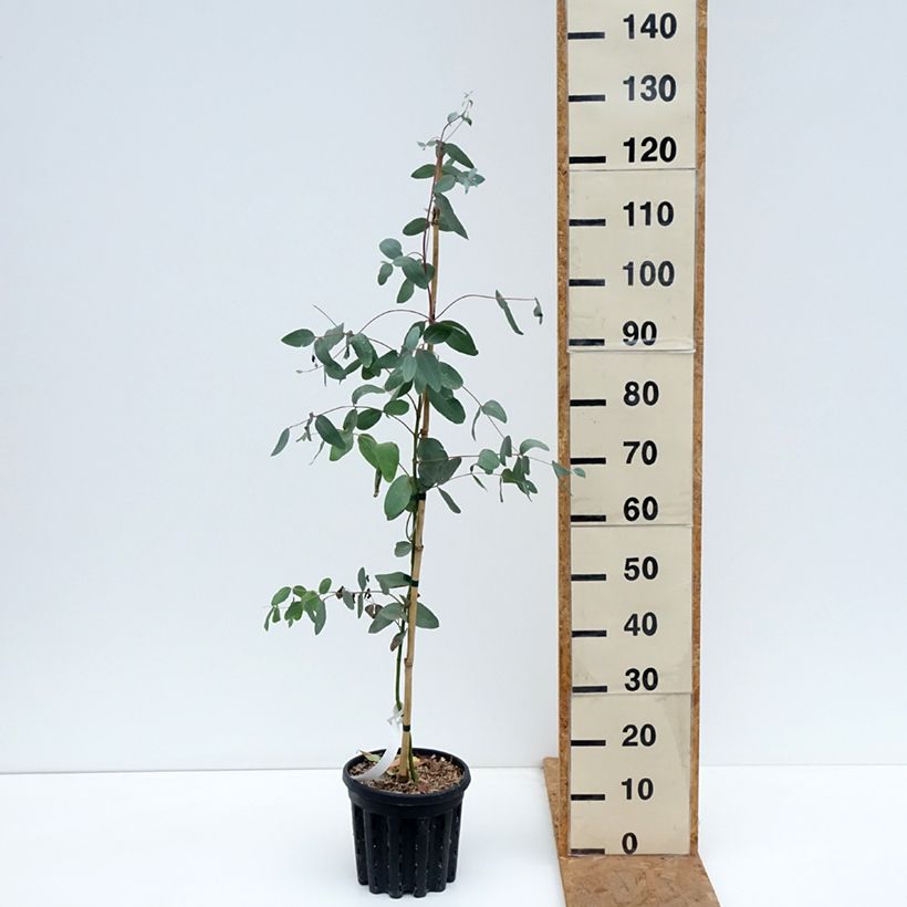 Ejemplar de Eucalyptus elliptica Maceta 4L/5L entregado en otoño