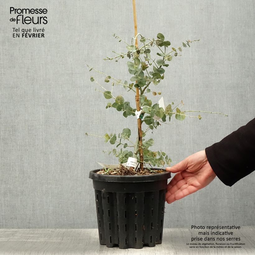 Eucalyptus glaucescens Guthega Maceta 4L/5L Ejemplar entregado en invierno
