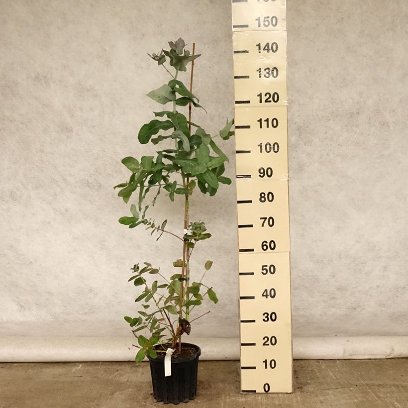 Ejemplar de Eucalyptus globulus subsp. bicostata Maceta 4L/5L entregado en verano