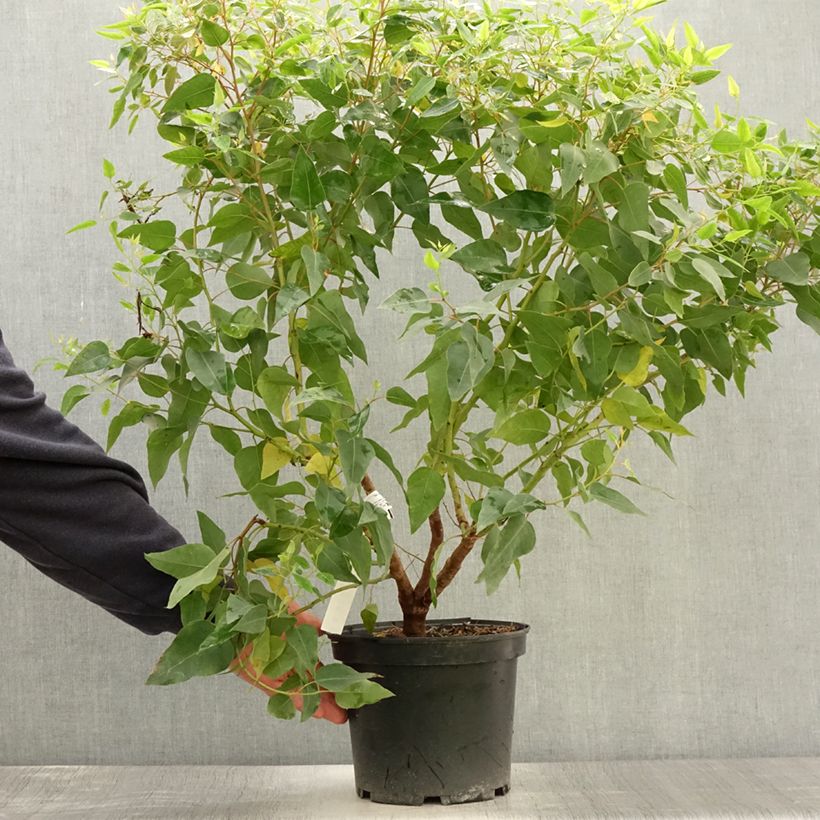 Ejemplar de Eucalyptus (x) gomphocephala Kaduri-KKL Maceta 6L/7L entregado en verano
