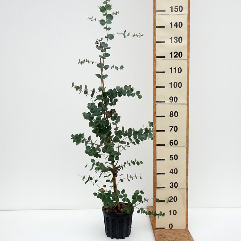 Ejemplar de Eucalyptus goniocalyx Dwarf form Maceta 4L/5L entregado en otoño