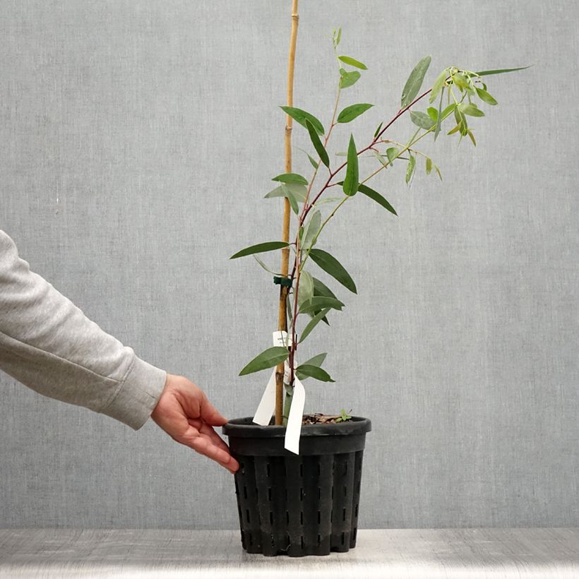 Ejemplar de Eucalyptus gregsoniana - Eucalipto de Gregson Maceta 3L/4L entregado en verano