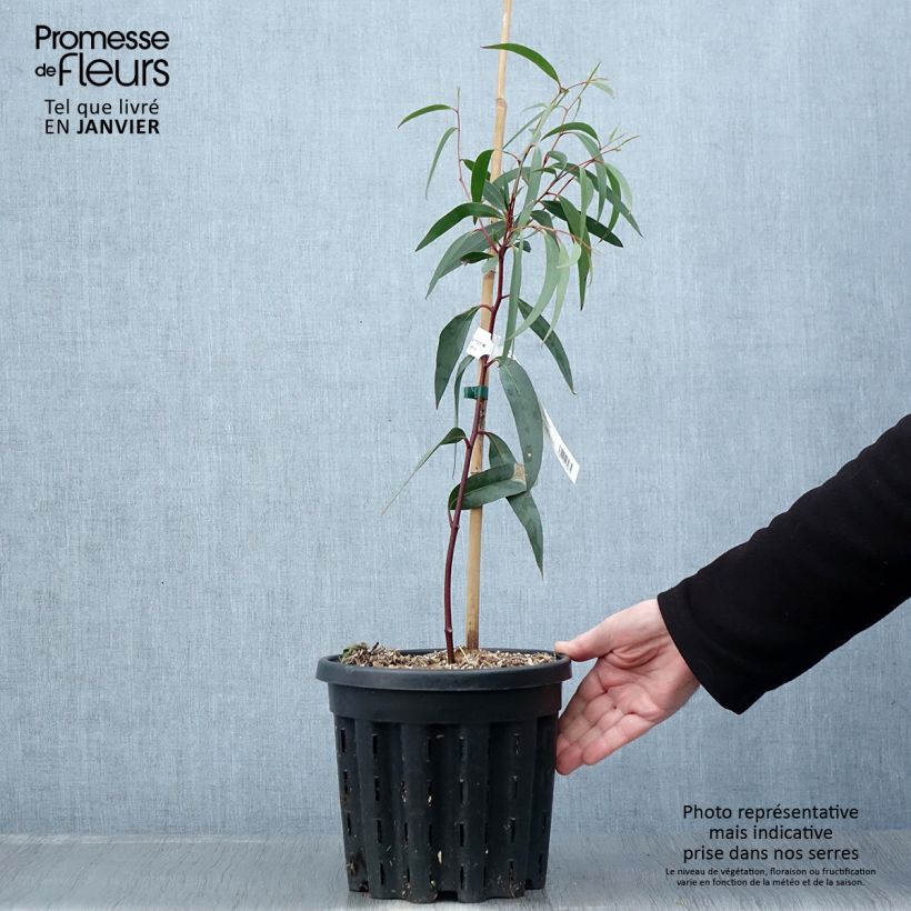 Eucalyptus gregsoniana - Eucalipto de Gregson Maceta 3L/4L Ejemplar entregado en invierno