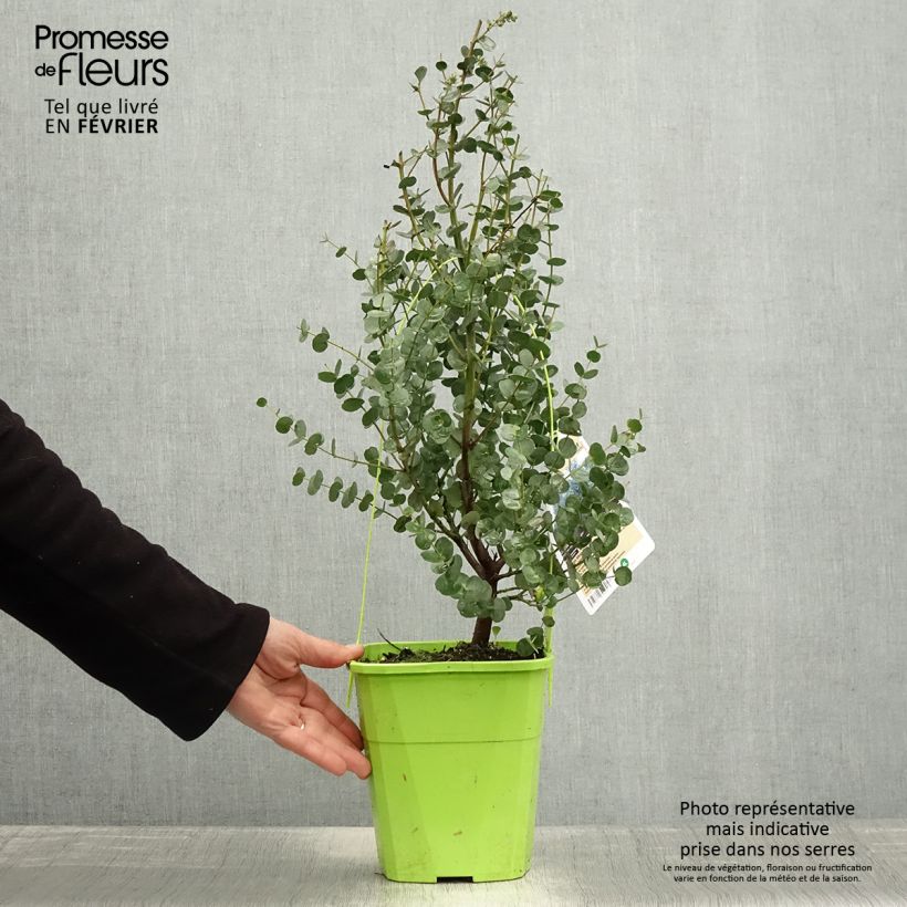 Eucalyptus gunnii Azura Cagire Maceta 3L/4L Ejemplar entregado en invierno