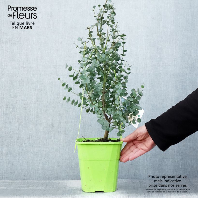 Eucalyptus gunnii Azura Cagire Maceta 3L/4L Ejemplar entregado en la primavera