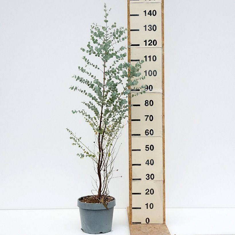 Ejemplar de Eucalyptus gunnii Azura Cagire Maceta 6L/7L entregado en verano
