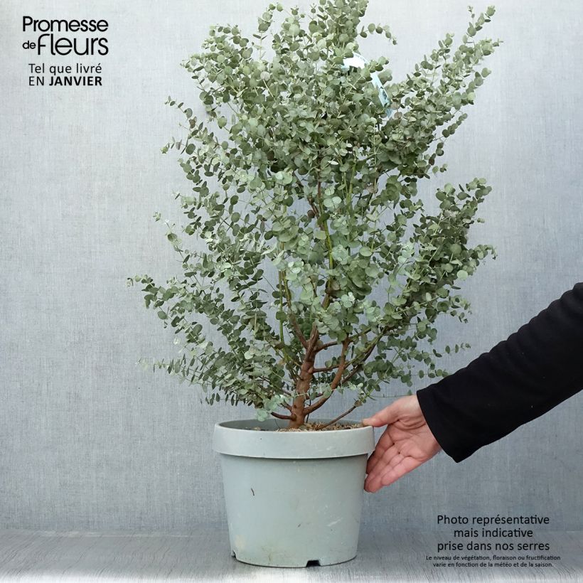 Eucalyptus gunnii Azura Cagire Maceta 6L/7L Ejemplar entregado en invierno