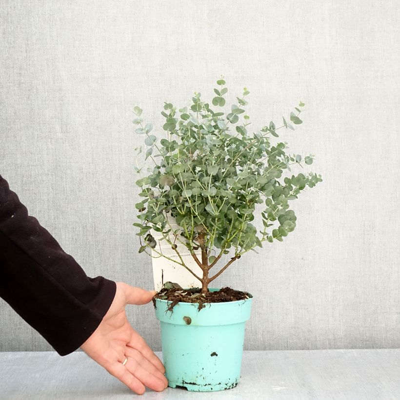 Ejemplar de Eucalyptus gunnii Azura Cagire Maceta 1,5L/2L entregado en otoño
