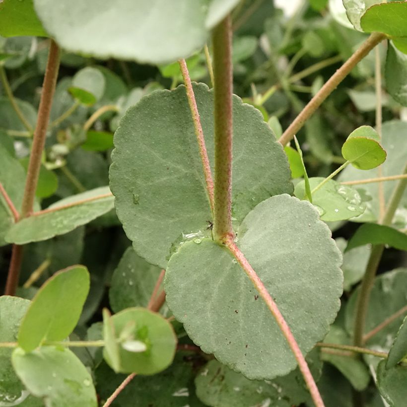 Eucalyptus gunnii Blaue Liebe (Follaje)