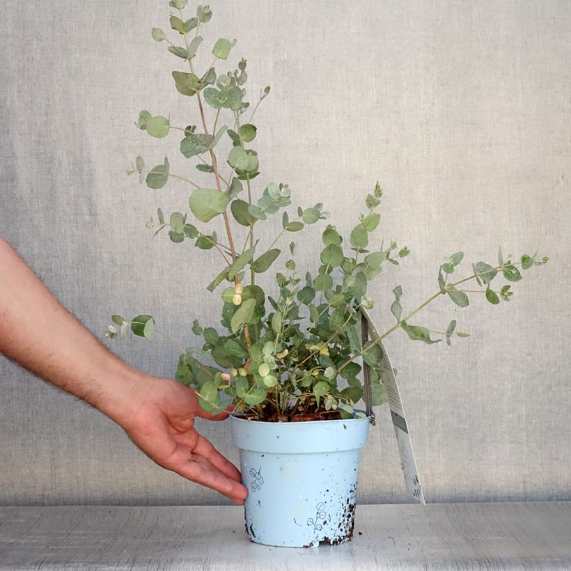 Ejemplar de Eucalyptus gunnii Blaue Liebe Maceta 2L/3L entregado en verano