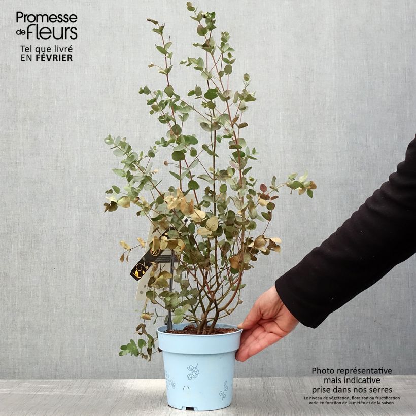 Eucalyptus gunnii Blaue Liebe Maceta 2L/3L Ejemplar entregado en invierno