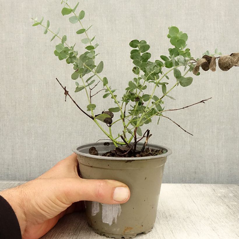 Ejemplar de Eucalipto de Gunn - Eucalyptus gunnii Maceta 1L/1,5L entregado en otoño