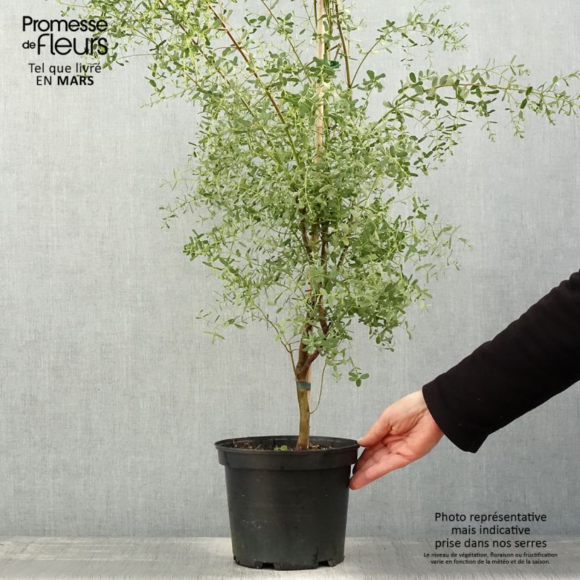 Eucalyptus gunnii France Bleu Rengun Maceta 3L/4L Ejemplar entregado en la primavera