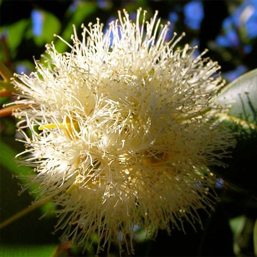 Eucalyptus gunnii France Bleu Rengun (Floración)